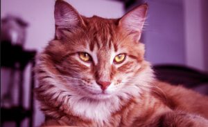 Tips In Caring For Your Maine Coon Cat